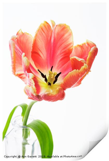 Parrot Tulip on White Print by Ann Garrett