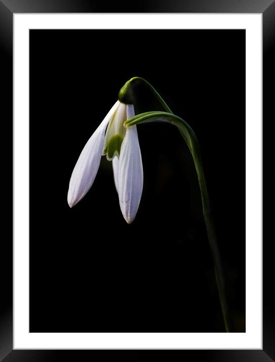 Snowdrop on black Framed Mounted Print by Kelly Bailey
