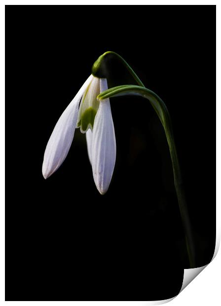 Snowdrop on black Print by Kelly Bailey