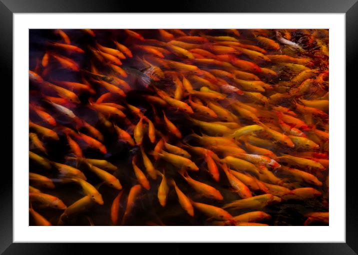 Tilapia cichlids Framed Mounted Print by Kelly Bailey
