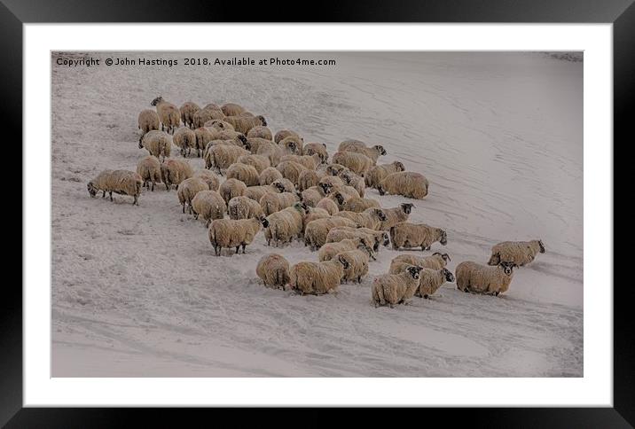 Snowy Sheep in Scotland Framed Mounted Print by John Hastings