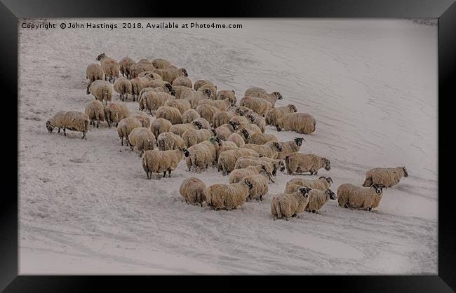 Snowy Sheep in Scotland Framed Print by John Hastings