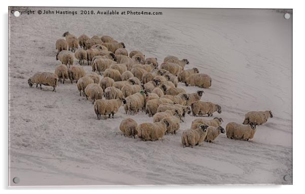 Snowy Sheep in Scotland Acrylic by John Hastings