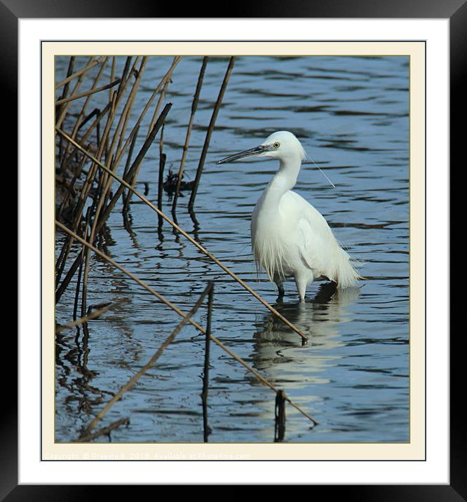 Eyeing The Reeds Framed Mounted Print by Graeme B