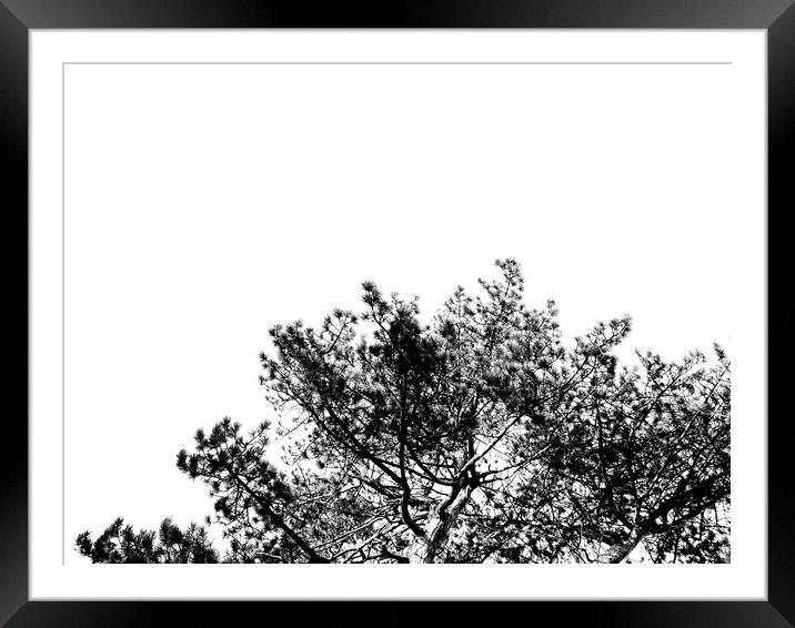 Black and white tall trees in ruff wood  Framed Mounted Print by Dinil Davis