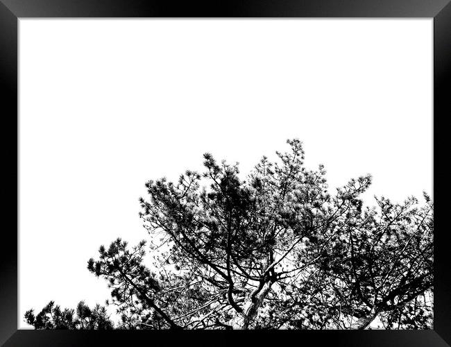 Black and white tall trees in ruff wood  Framed Print by Dinil Davis