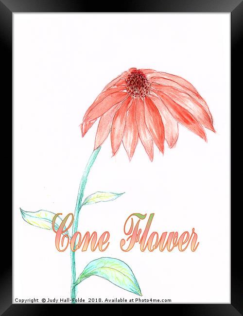 Cone Flower Framed Print by Judy Hall-Folde
