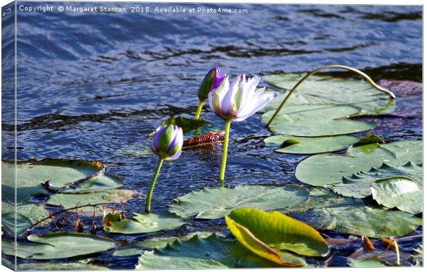 Water lilies Canvas Print by Margaret Stanton