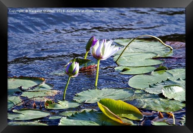 Water lilies Framed Print by Margaret Stanton