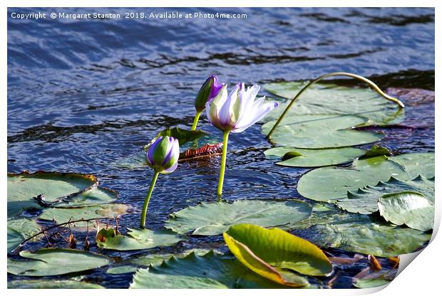 Water lilies Print by Margaret Stanton