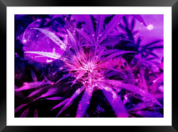 Purple Fantasy Bud Framed Mounted Print by Erin Hayes