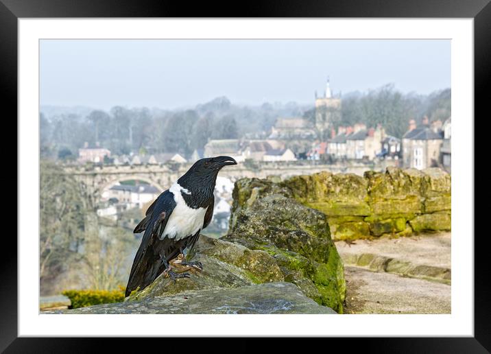 Knaresborough Castle Raven Framed Mounted Print by mike morley