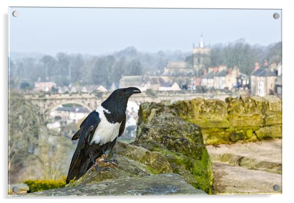 Knaresborough Castle Raven Acrylic by mike morley