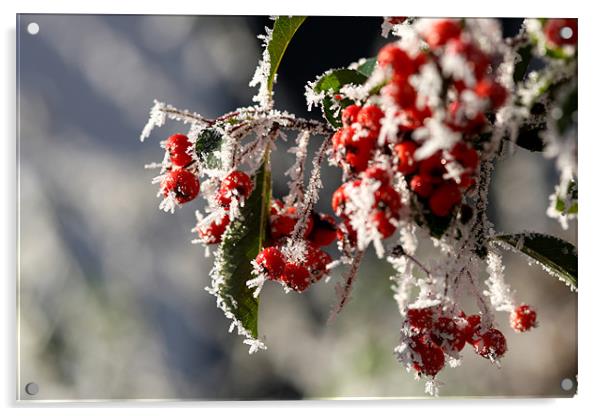 Winter Berries Acrylic by piera catalano