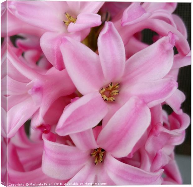 pink hyacinth flower Canvas Print by Marinela Feier
