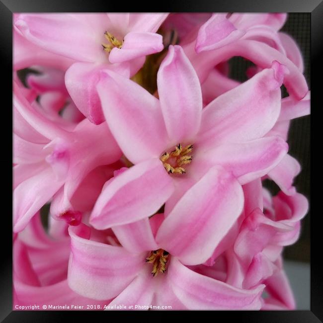 pink hyacinth flower Framed Print by Marinela Feier