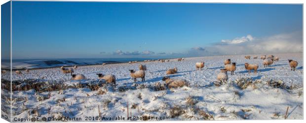 Sheep in the Snow Canvas Print by David Morton