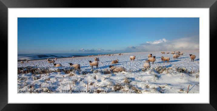 Sheep in the Snow Framed Mounted Print by David Morton