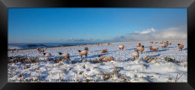 Sheep in the Snow Framed Print by David Morton