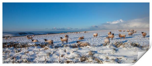 Sheep in the Snow Print by David Morton