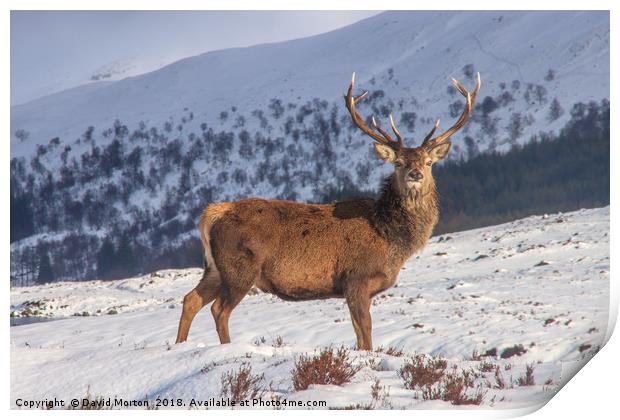 Stag in Winter Print by David Morton