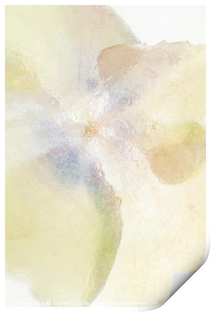 Hydrangea in Ice - 1 Print by Ann Garrett