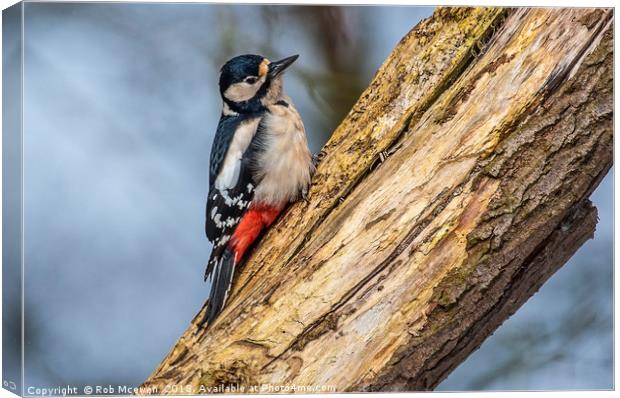 Great spotted woodpecker Canvas Print by Rob Mcewen