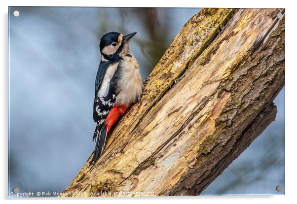 Great spotted woodpecker Acrylic by Rob Mcewen