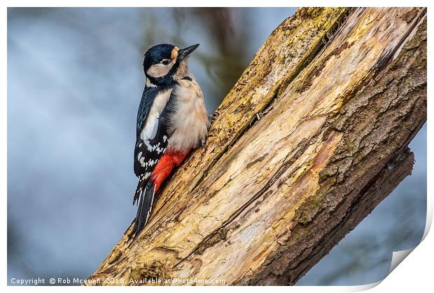 Great spotted woodpecker Print by Rob Mcewen