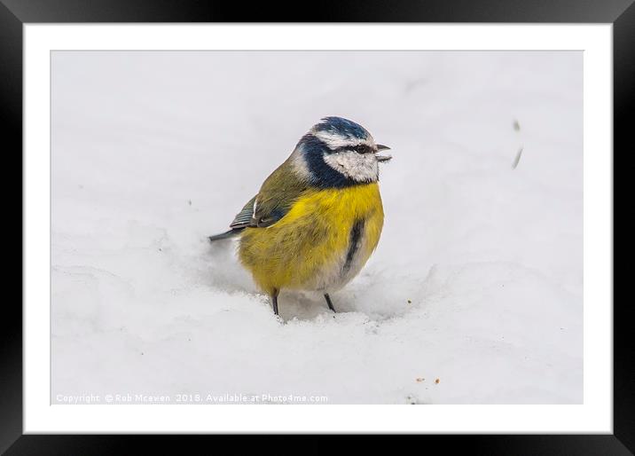 Blue Tit Framed Mounted Print by Rob Mcewen