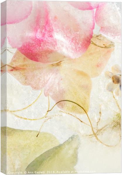 Hydrangea in Ice - 2 Canvas Print by Ann Garrett