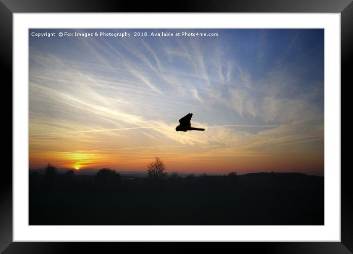 Kestrel at sunrise Framed Mounted Print by Derrick Fox Lomax