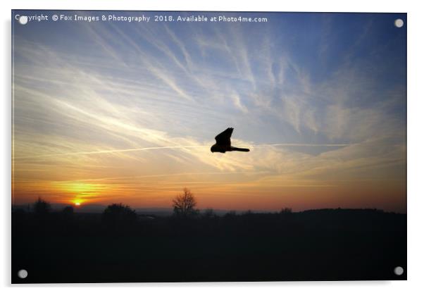 Kestrel at sunrise Acrylic by Derrick Fox Lomax