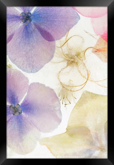Hydrangea in Ice - 4 Framed Print by Ann Garrett