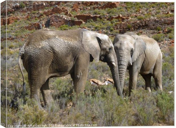 Elephants Entwined in Africa Canvas Print by Ailsa Darragh