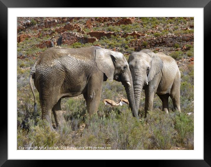 Elephants Entwined in Africa Framed Mounted Print by Ailsa Darragh