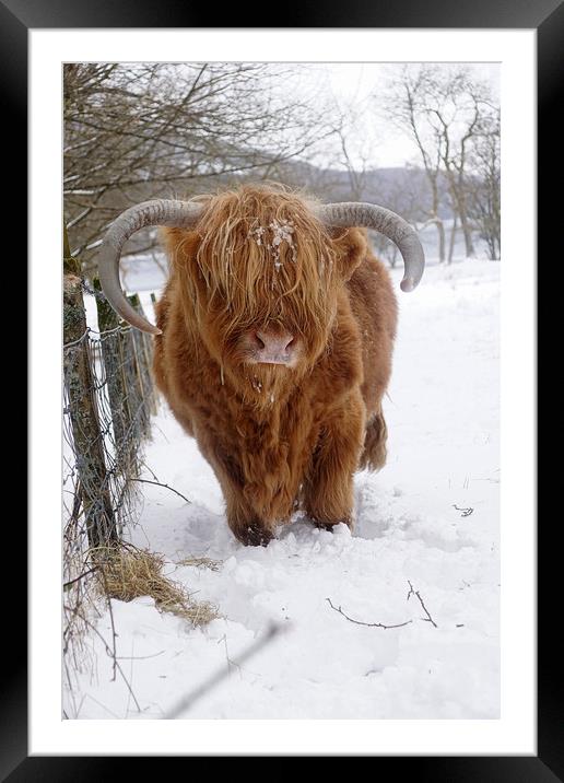 Portrait of Highland Cow Framed Mounted Print by JC studios LRPS ARPS
