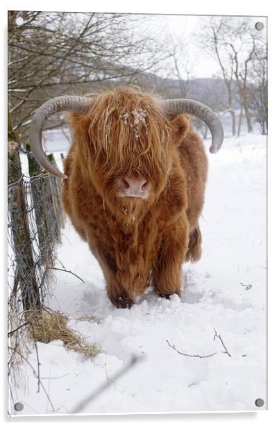 Portrait of Highland Cow Acrylic by JC studios LRPS ARPS