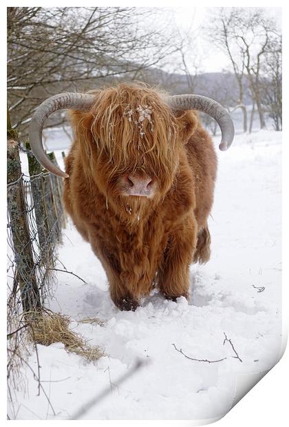 Portrait of Highland Cow Print by JC studios LRPS ARPS