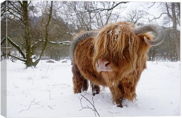 Another Highland cow in the snow Canvas Print by JC studios LRPS ARPS