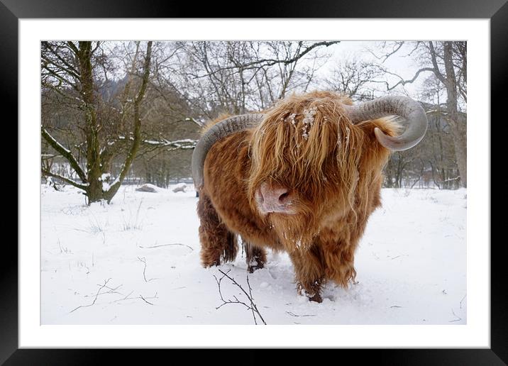 Another Highland cow in the snow Framed Mounted Print by JC studios LRPS ARPS