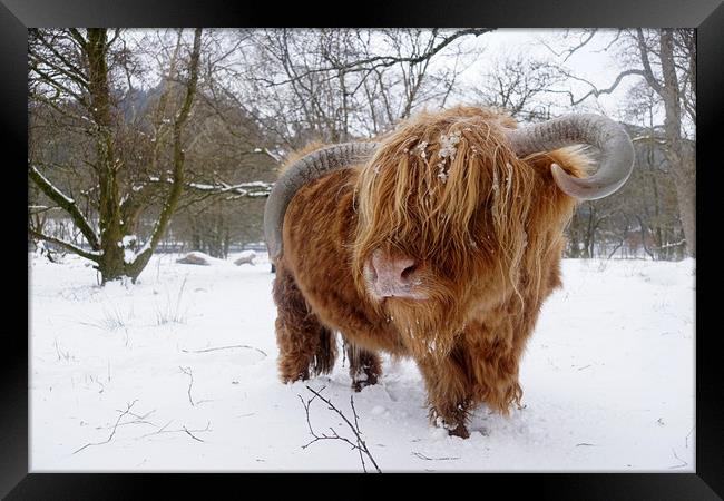 Another Highland cow in the snow Framed Print by JC studios LRPS ARPS