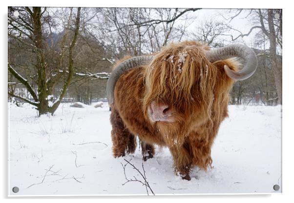 Another Highland cow in the snow Acrylic by JC studios LRPS ARPS