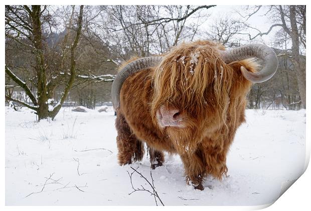 Another Highland cow in the snow Print by JC studios LRPS ARPS