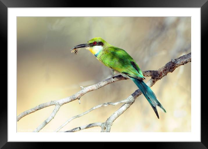 Swallow-tailed Bee-eater with bee Framed Mounted Print by Sue Hoppe