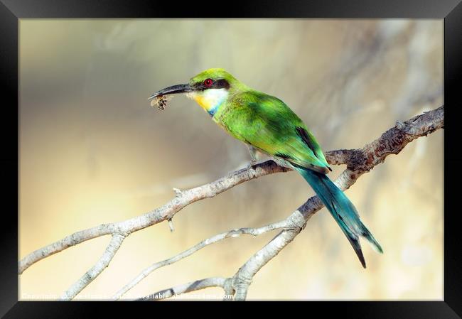 Swallow-tailed Bee-eater with bee Framed Print by Sue Hoppe