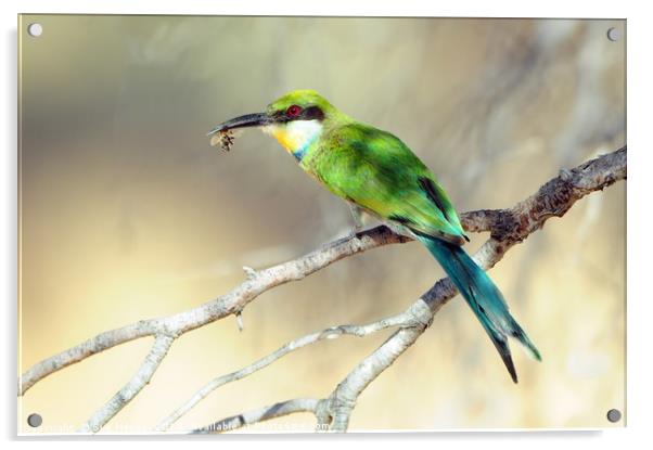 Swallow-tailed Bee-eater with bee Acrylic by Sue Hoppe