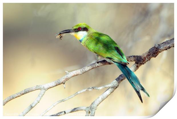 Swallow-tailed Bee-eater with bee Print by Sue Hoppe