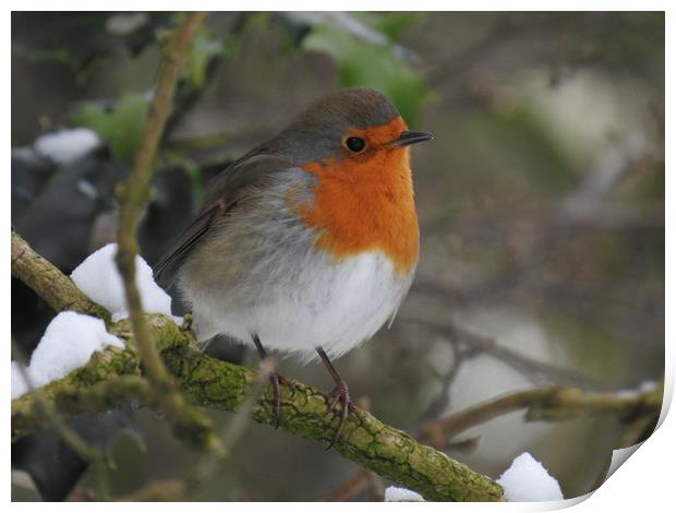           Spring Robin Print by Peter Ash