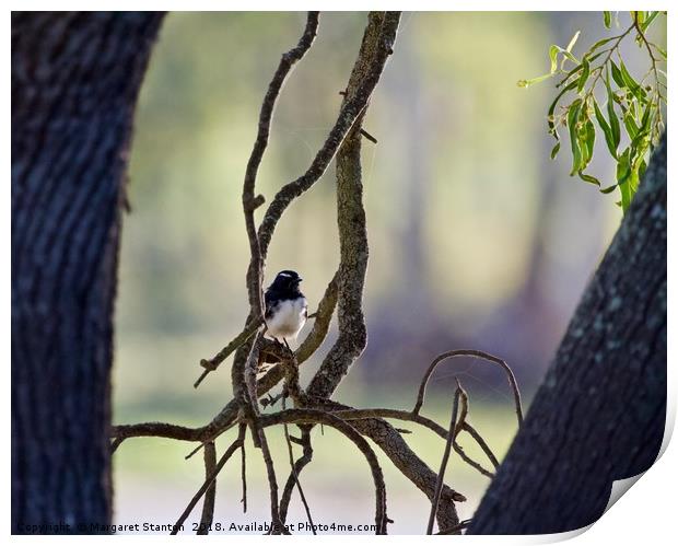 Willy Wagtail  Print by Margaret Stanton